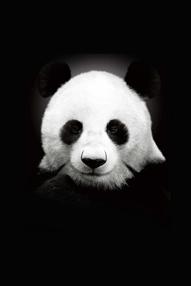Sfondi Panda In The Dark 640x960