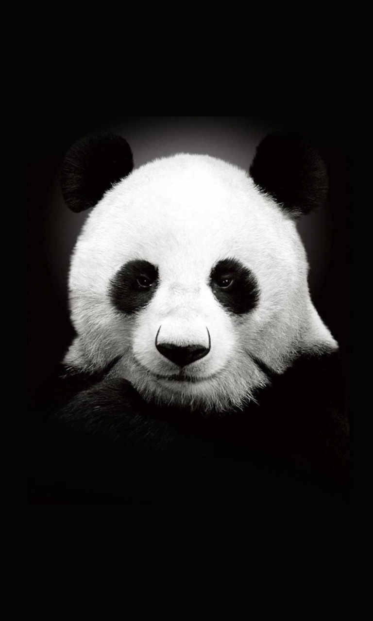 Panda In The Dark screenshot #1 768x1280