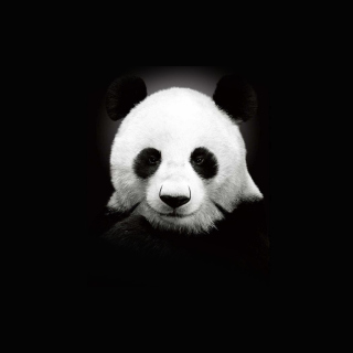 Kostenloses Panda In The Dark Wallpaper für 2048x2048