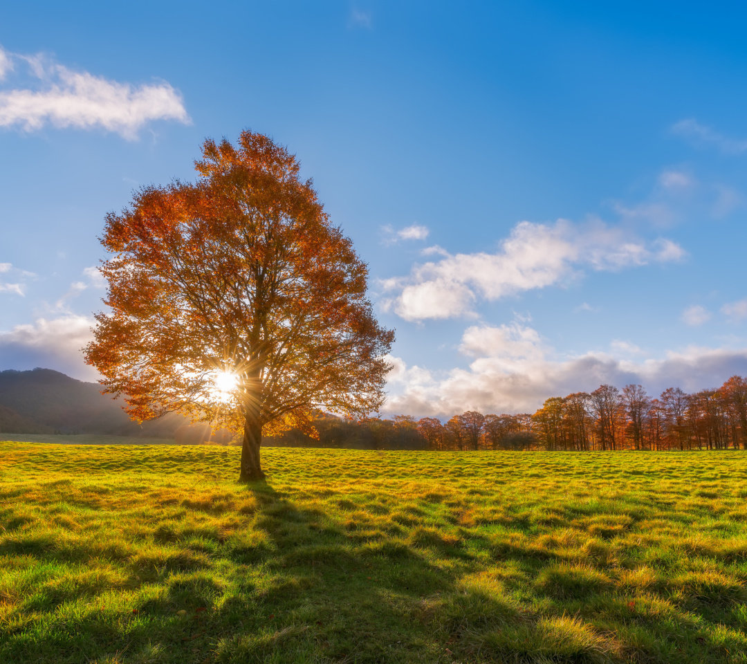 Sfondi Autumn Sun Rays 1080x960