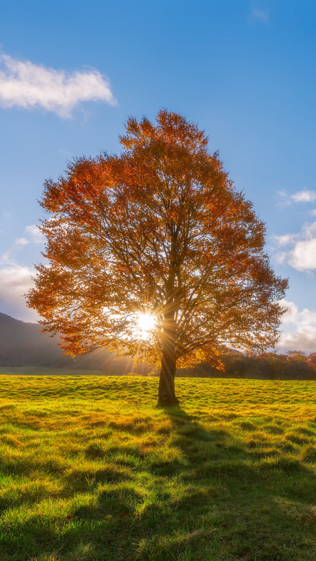Das Autumn Sun Rays Wallpaper 640x1136