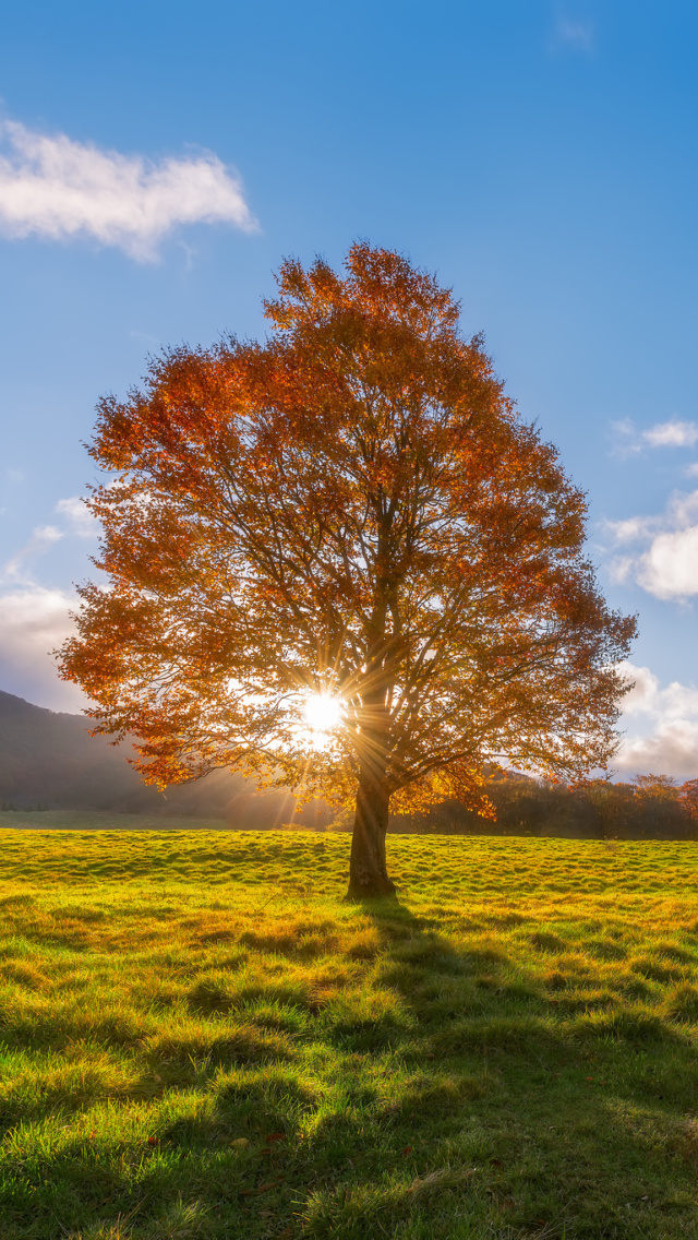 Autumn Sun Rays wallpaper 640x1136