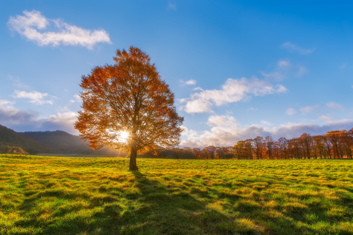 Обои Autumn Sun Rays