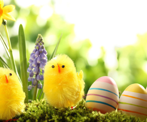 Easter Eggs and Hen wallpaper 480x400