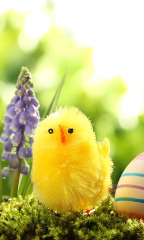 Easter Eggs and Hen wallpaper 480x800