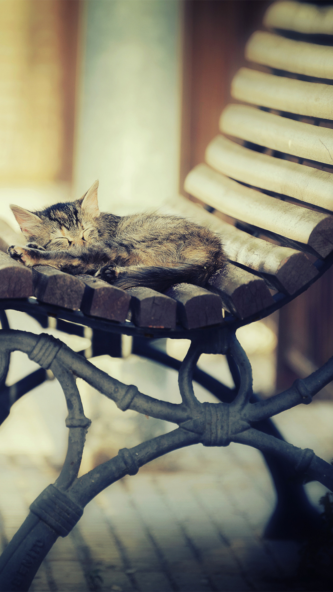Das Cat Sleeping On Bench Wallpaper 1080x1920