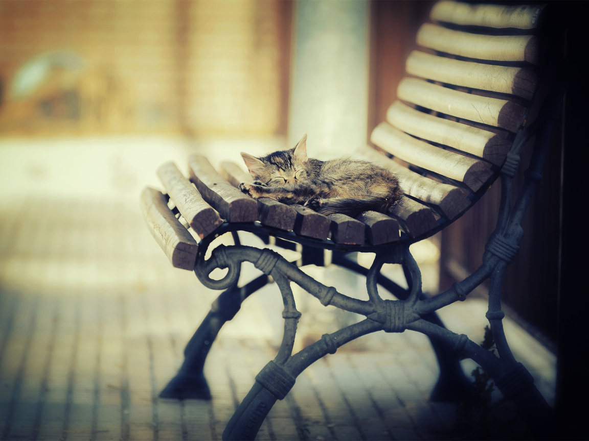 Fondo de pantalla Cat Sleeping On Bench 1152x864