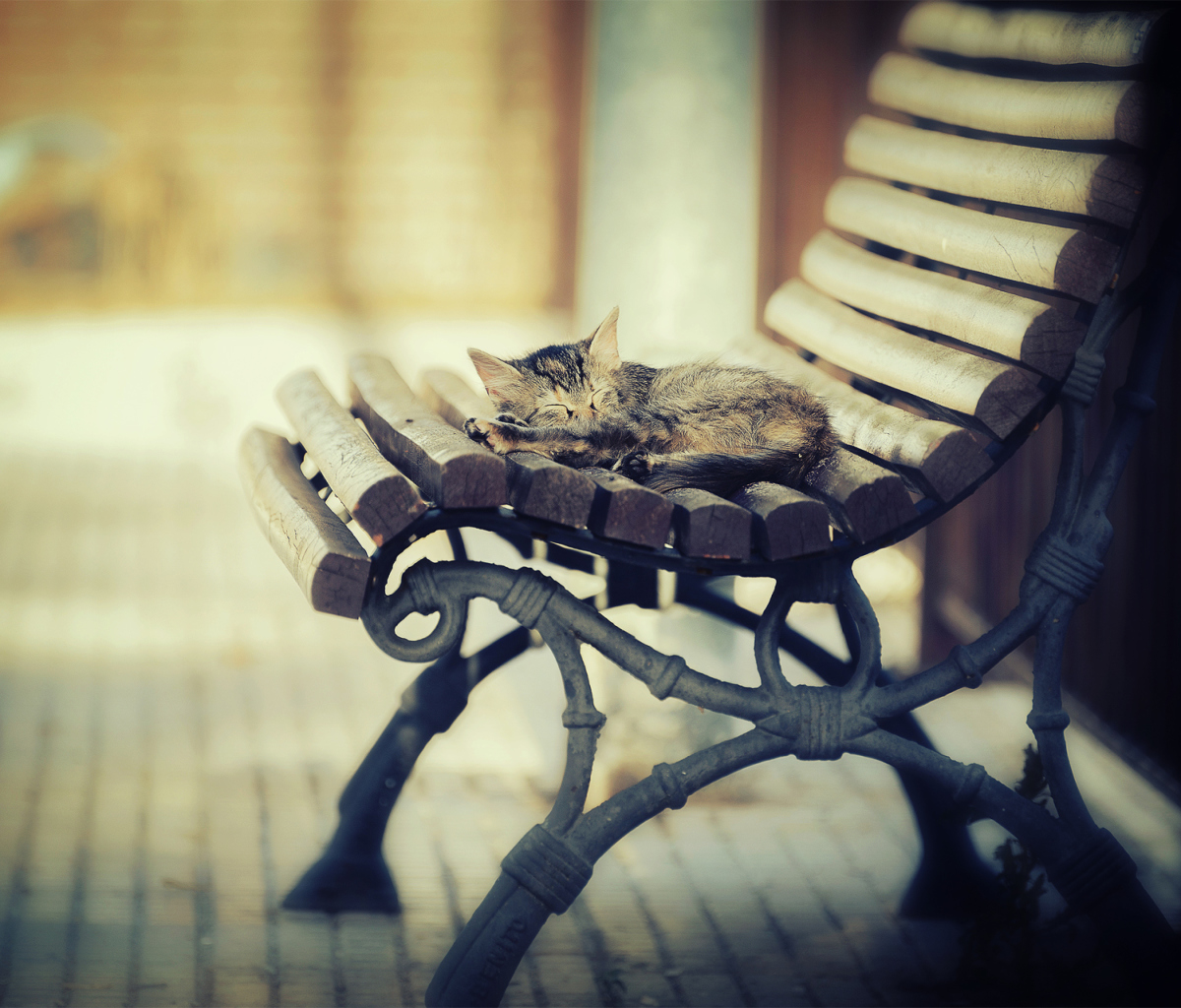 Cat Sleeping On Bench screenshot #1 1200x1024