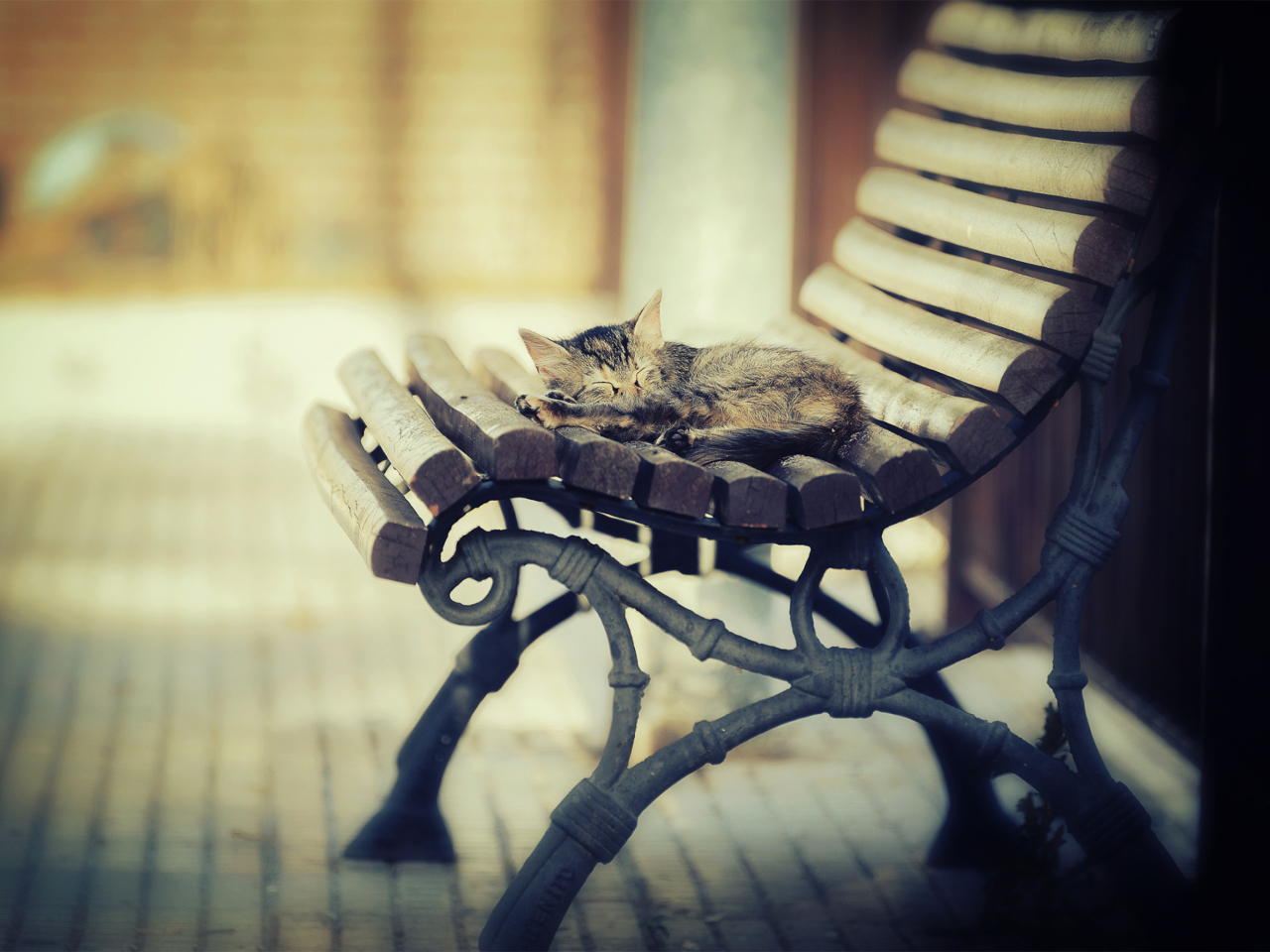 Sfondi Cat Sleeping On Bench 1280x960