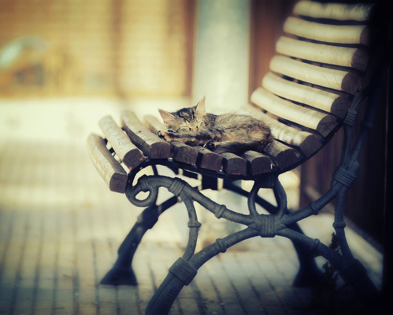 Cat Sleeping On Bench screenshot #1 1600x1280