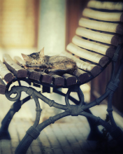 Fondo de pantalla Cat Sleeping On Bench 176x220