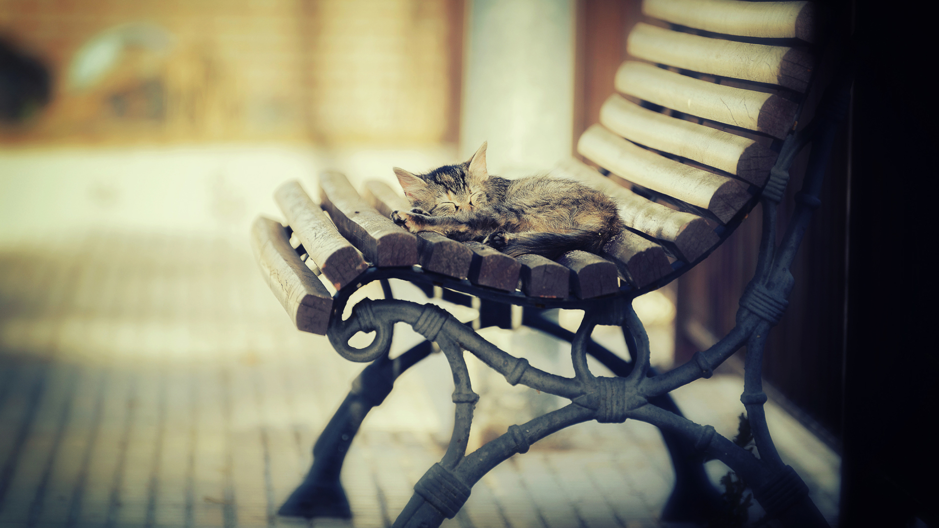 Обои Cat Sleeping On Bench 1920x1080