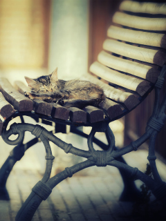 Das Cat Sleeping On Bench Wallpaper 240x320