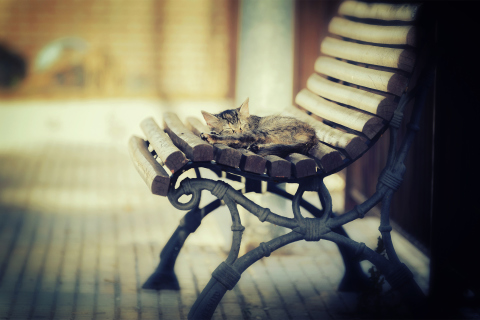 Fondo de pantalla Cat Sleeping On Bench 480x320