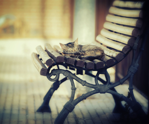 Fondo de pantalla Cat Sleeping On Bench 480x400