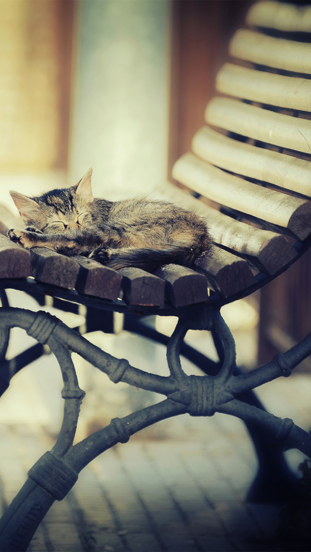Cat Sleeping On Bench wallpaper 640x1136