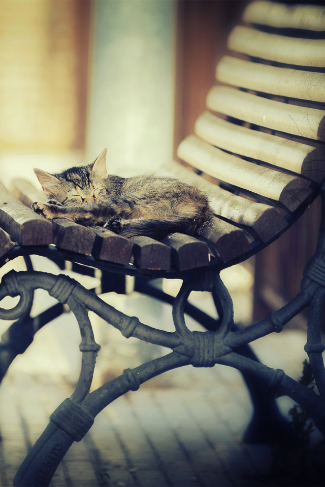 Cat Sleeping On Bench screenshot #1 640x960