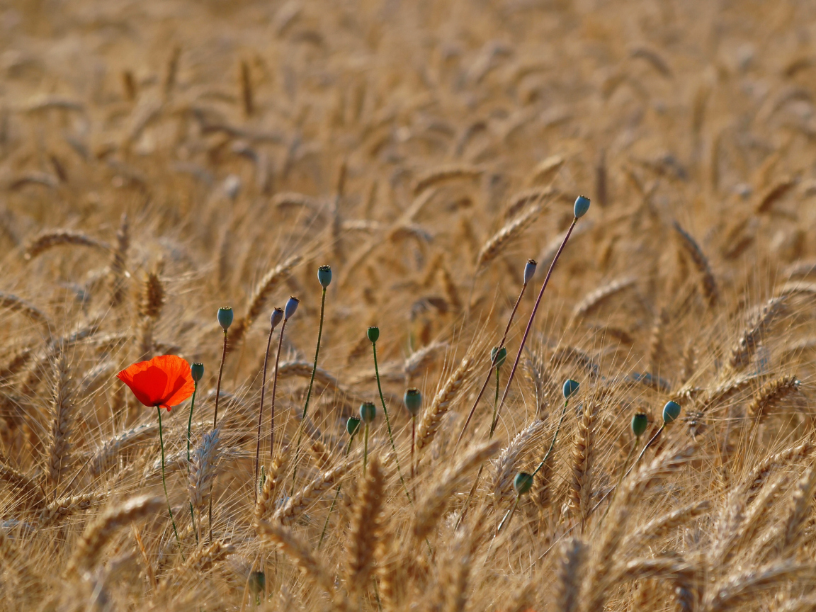 Sfondi Red Poppy In Wheat Field 1152x864