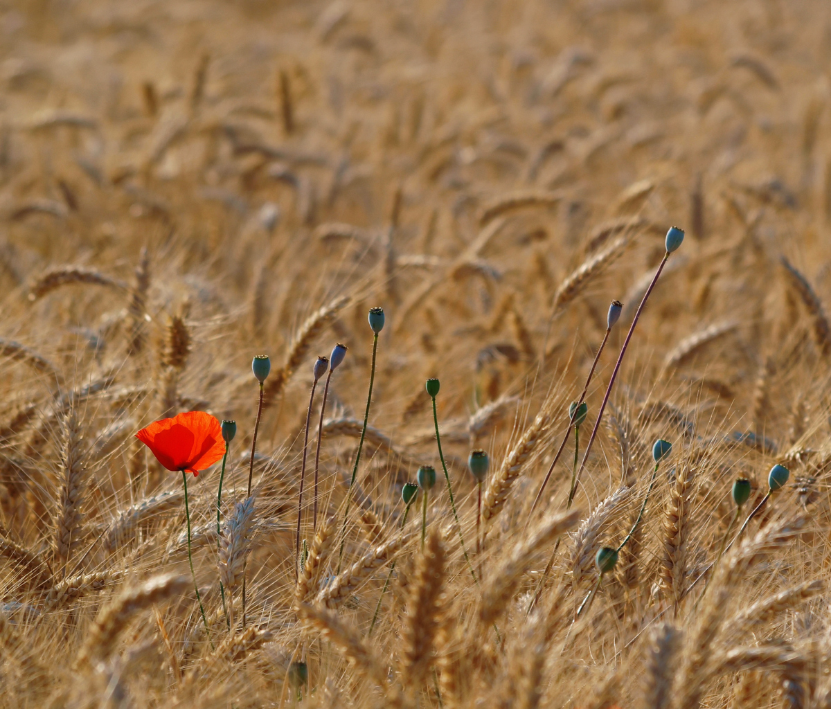 Обои Red Poppy In Wheat Field 1200x1024