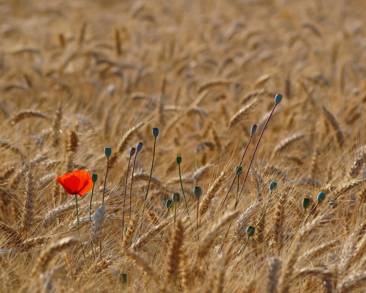 Das Red Poppy In Wheat Field Wallpaper 1280x1024