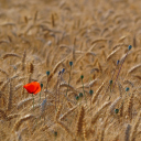 Red Poppy In Wheat Field screenshot #1 128x128