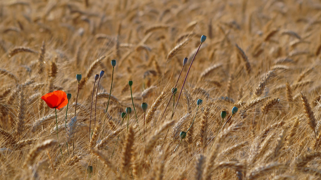 Red Poppy In Wheat Field screenshot #1 1366x768
