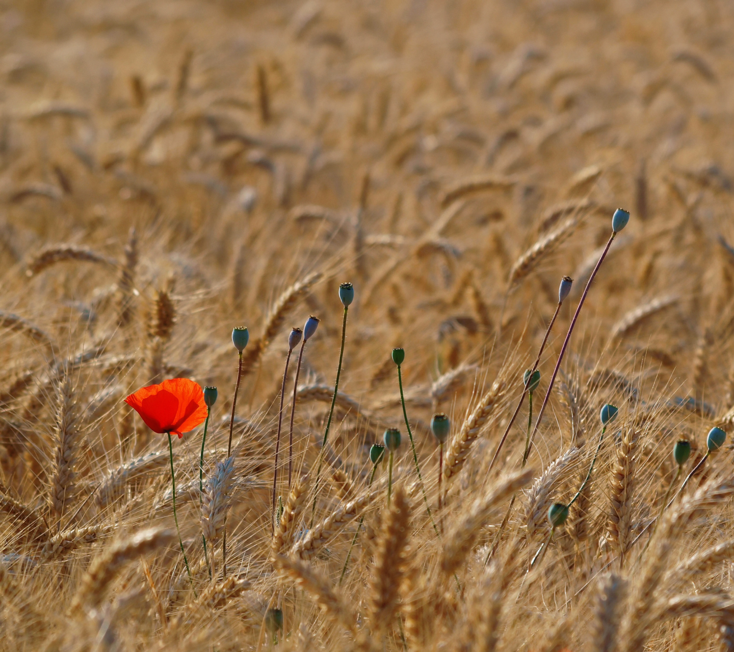 Обои Red Poppy In Wheat Field 1440x1280