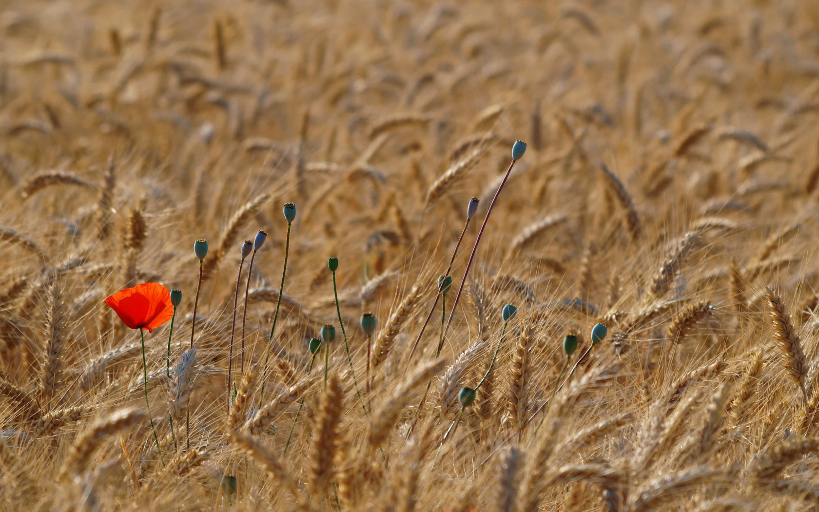 Обои Red Poppy In Wheat Field 1680x1050