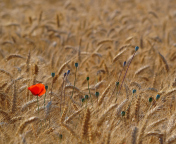 Red Poppy In Wheat Field wallpaper 176x144
