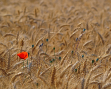 Обои Red Poppy In Wheat Field 220x176