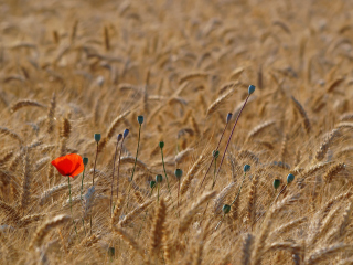 Red Poppy In Wheat Field wallpaper 320x240