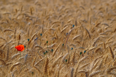 Red Poppy In Wheat Field wallpaper 480x320