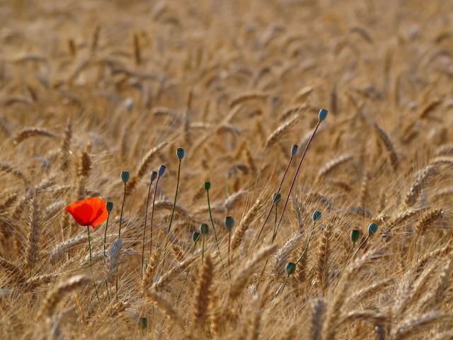 Das Red Poppy In Wheat Field Wallpaper 640x480