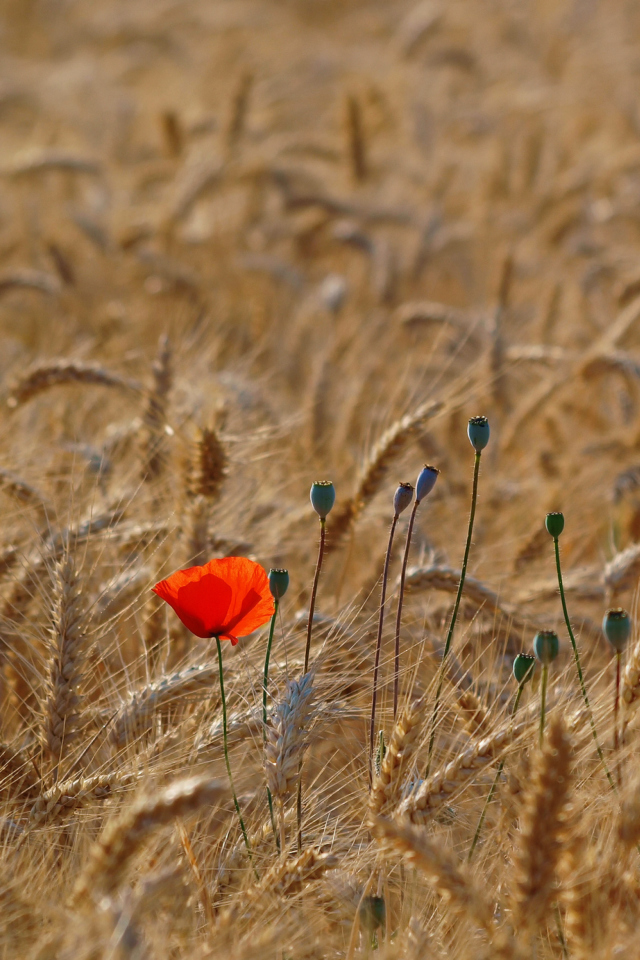 Sfondi Red Poppy In Wheat Field 640x960