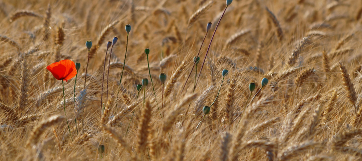 Red Poppy In Wheat Field screenshot #1 720x320