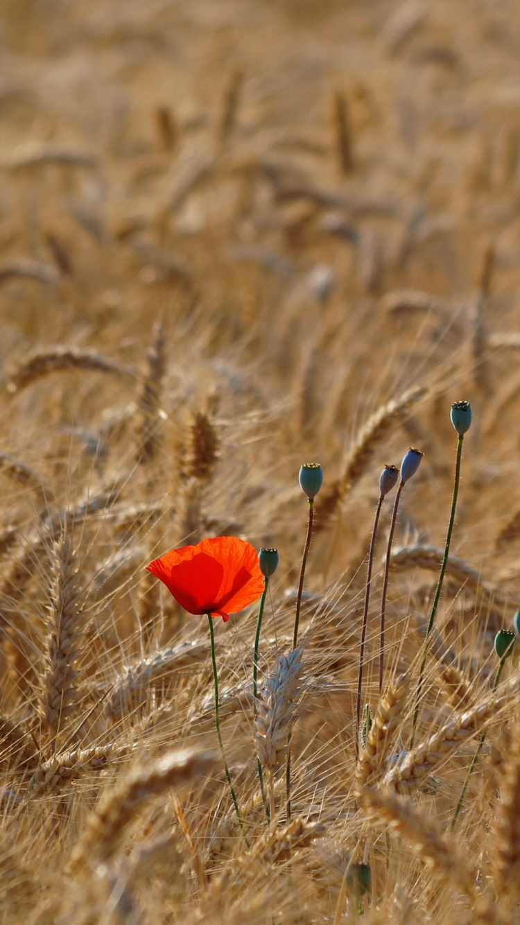 Das Red Poppy In Wheat Field Wallpaper 750x1334