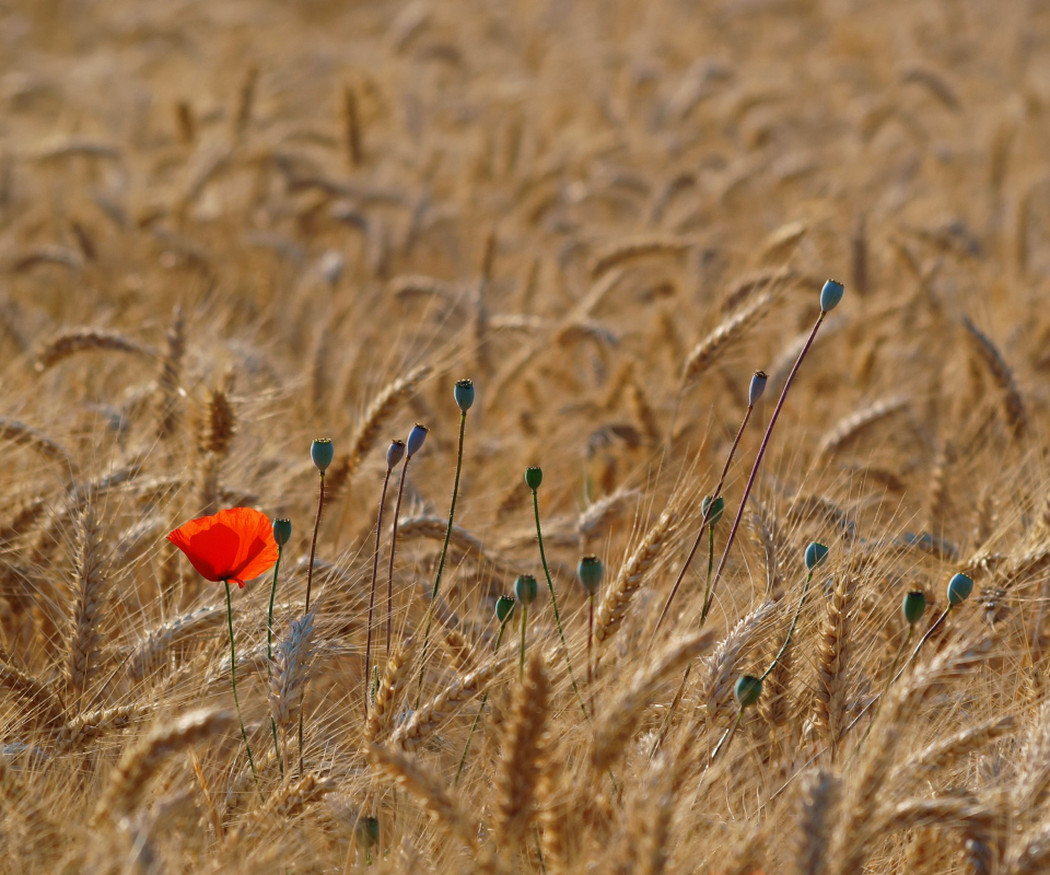 Обои Red Poppy In Wheat Field 960x800