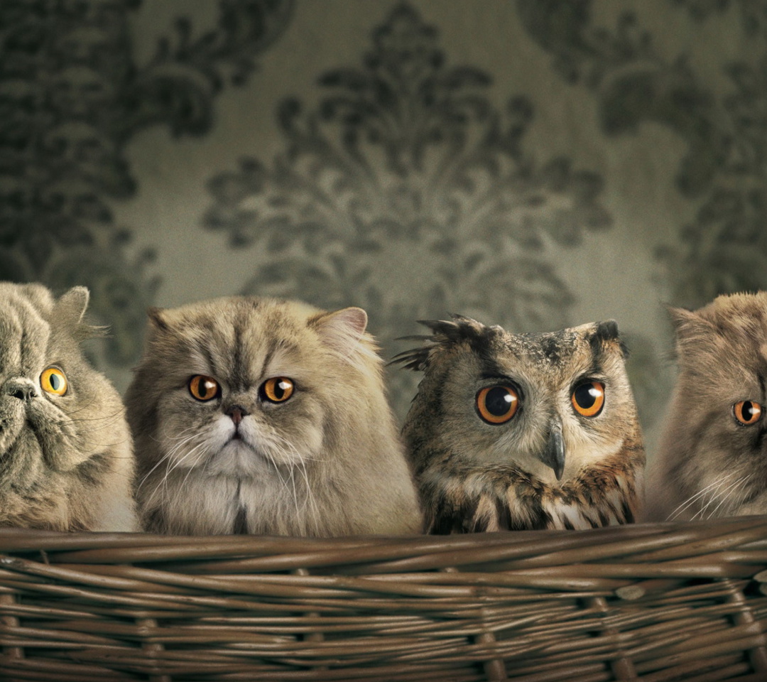 Fondo de pantalla Cats and Owl as Third Wheel 1080x960