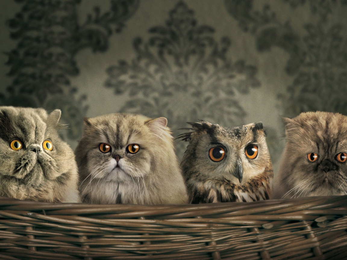Fondo de pantalla Cats and Owl as Third Wheel 1152x864