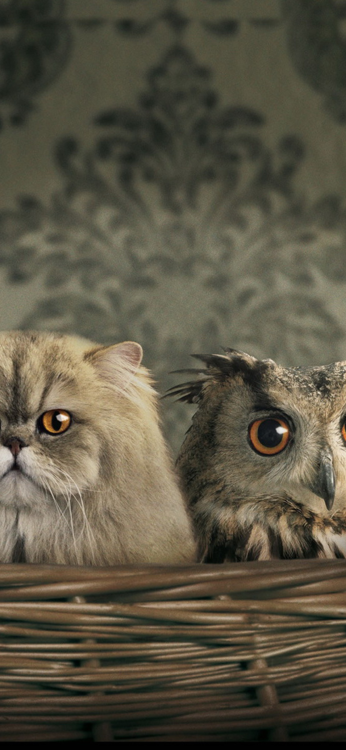 Fondo de pantalla Cats and Owl as Third Wheel 1170x2532