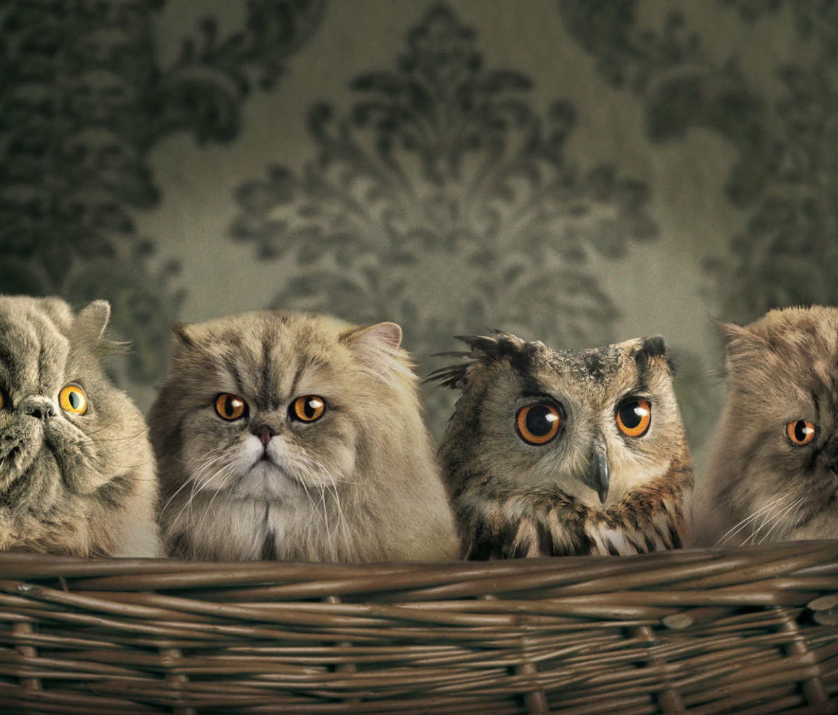 Fondo de pantalla Cats and Owl as Third Wheel 1200x1024