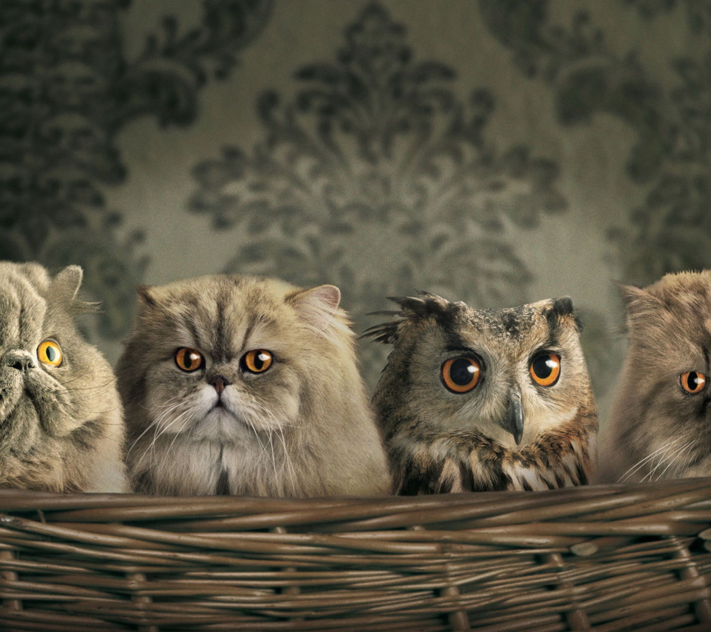 Обои Cats and Owl as Third Wheel 1440x1280