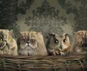 Обои Cats and Owl as Third Wheel 176x144
