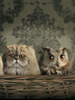 Cats and Owl as Third Wheel screenshot #1 240x320