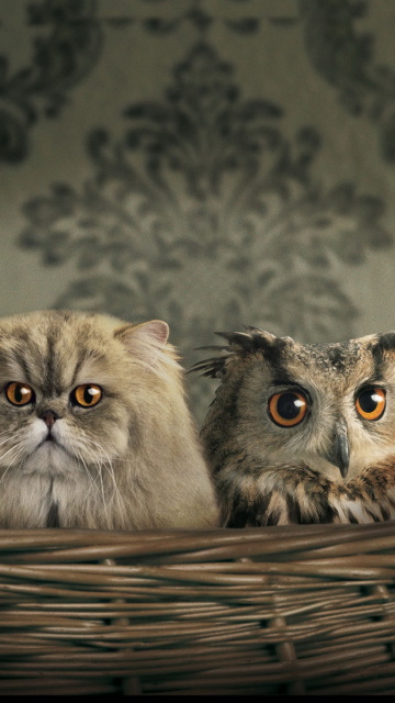 Fondo de pantalla Cats and Owl as Third Wheel 360x640
