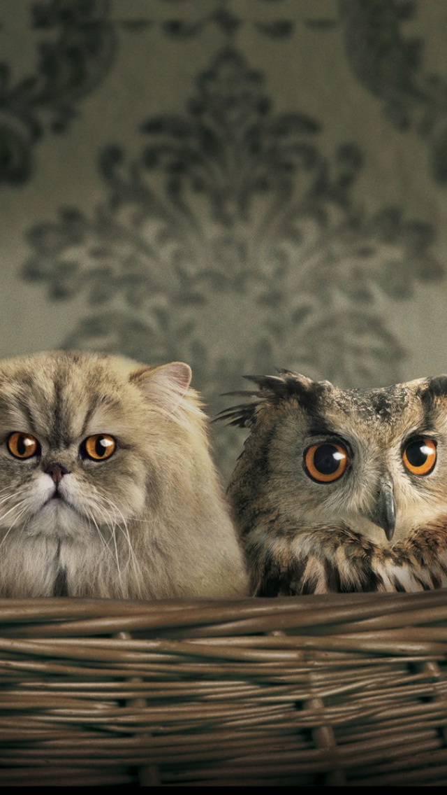 Обои Cats and Owl as Third Wheel 640x1136