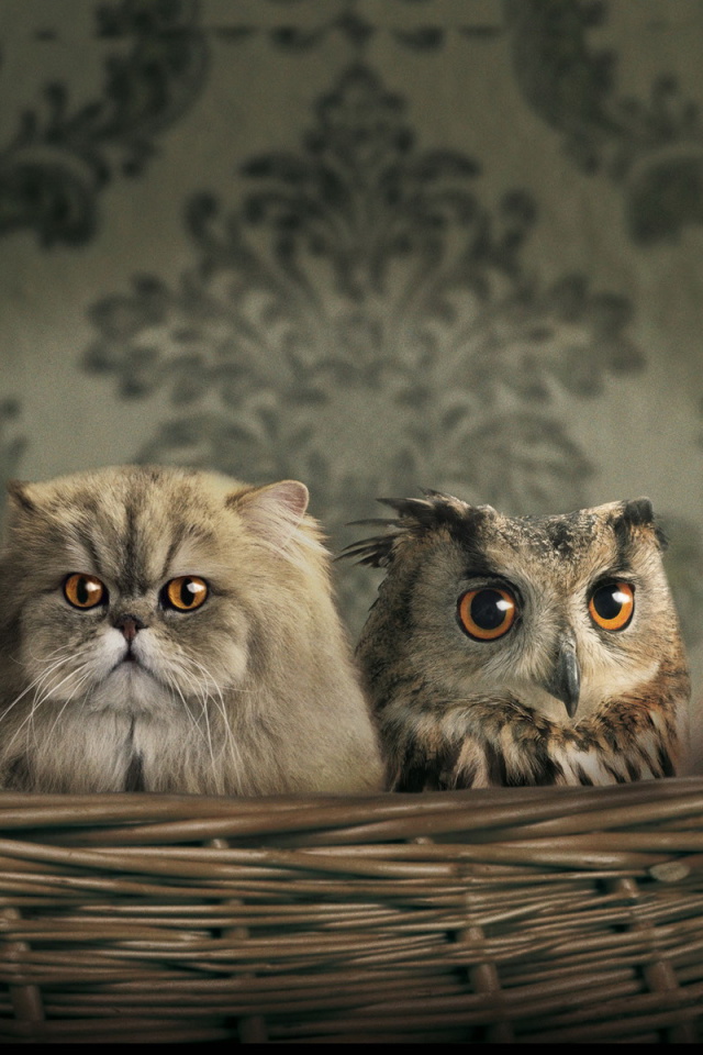 Das Cats and Owl as Third Wheel Wallpaper 640x960