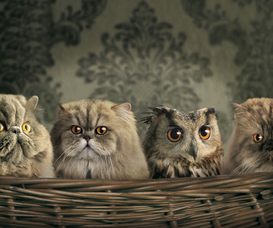 Fondo de pantalla Cats and Owl as Third Wheel 960x800