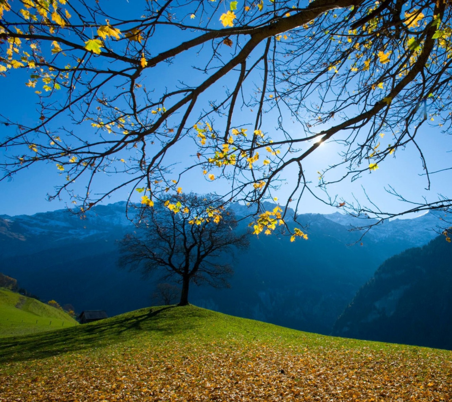 Обои Autumn Schachental Switzerland 1440x1280