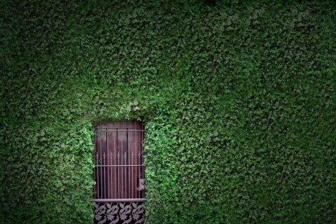 Green Wall And Secret Door wallpaper 480x320